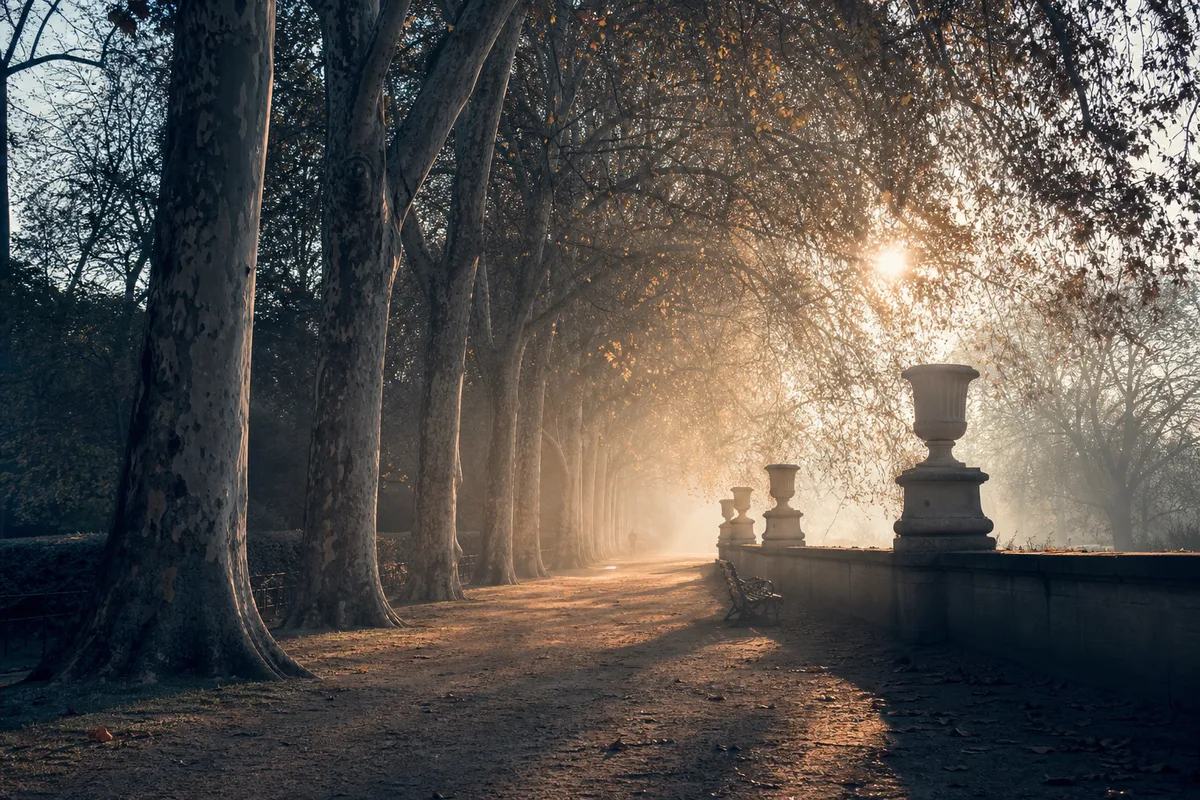 Allée de terre battue bordée de grands arbres dans un parc au petit matin